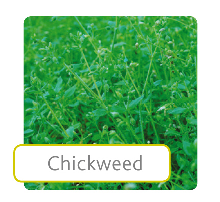 chickweed.jpg