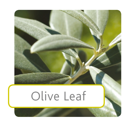 olive-leaf.jpg