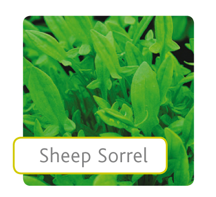 sheep-sorrel.jpg