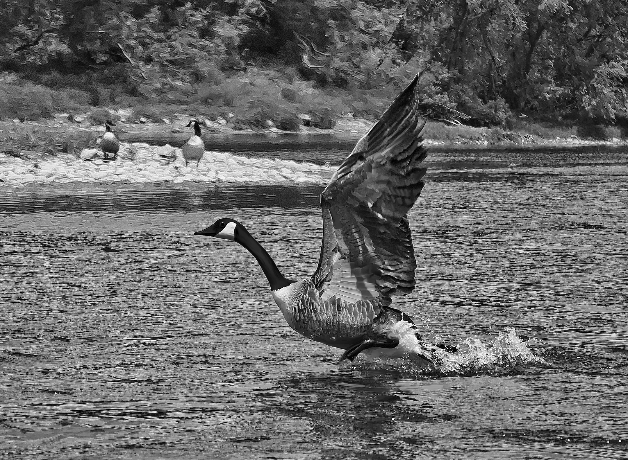 Goose_001_bw.jpg
