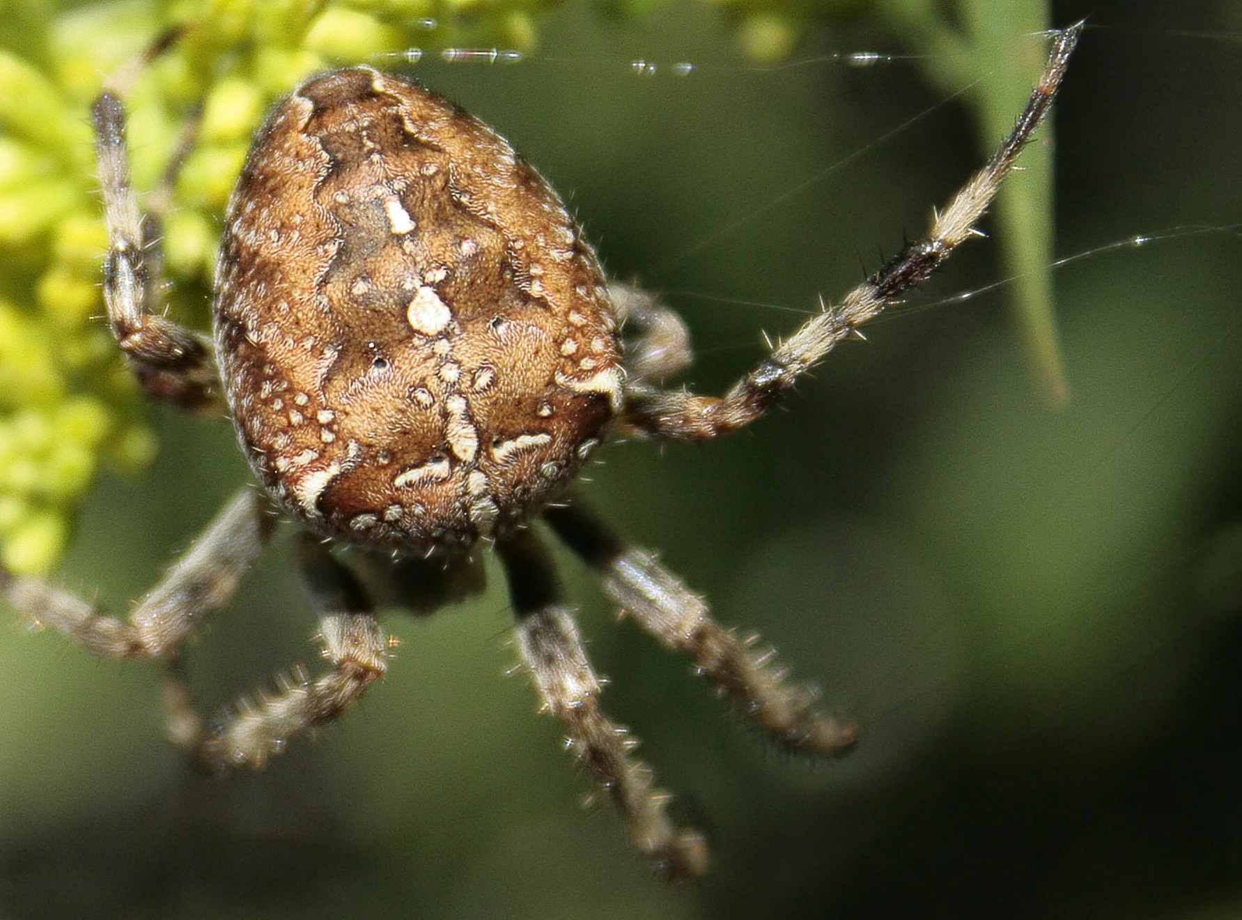 Spider_A.jpg