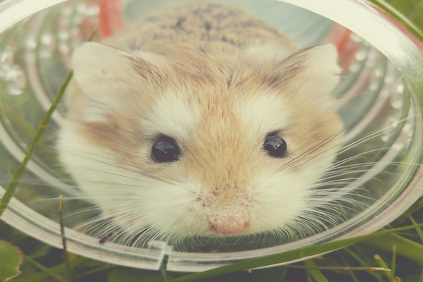 rsz_hamster_in_a_wheel.png