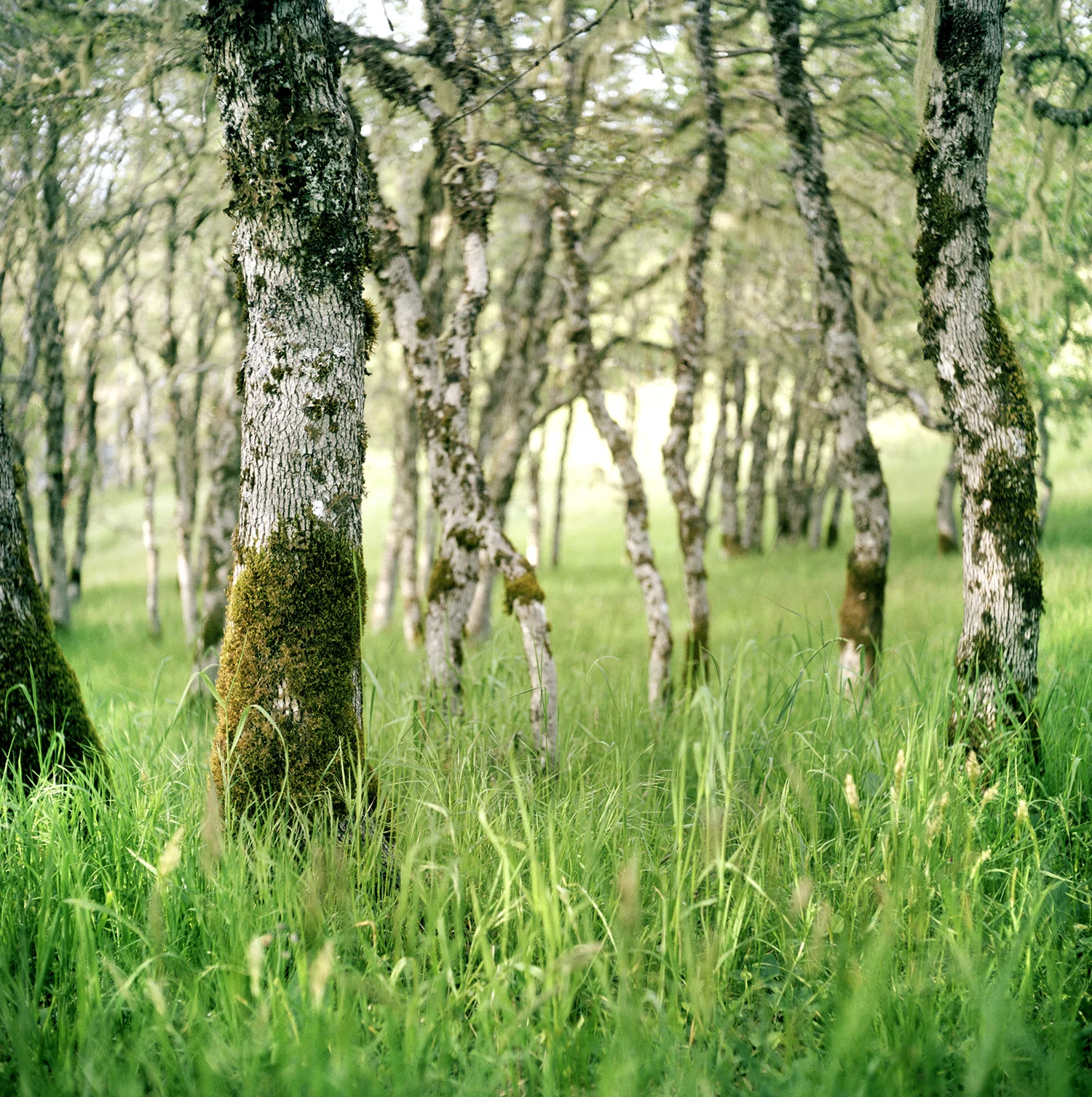 Kneeland_w.jpg
