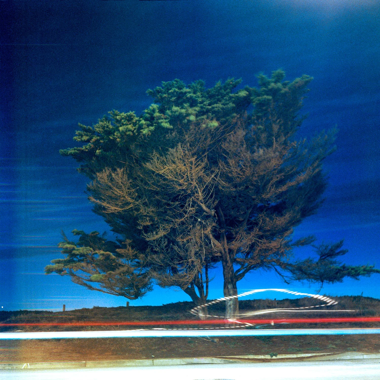 SF_GreatHwyTree_lights.jpg