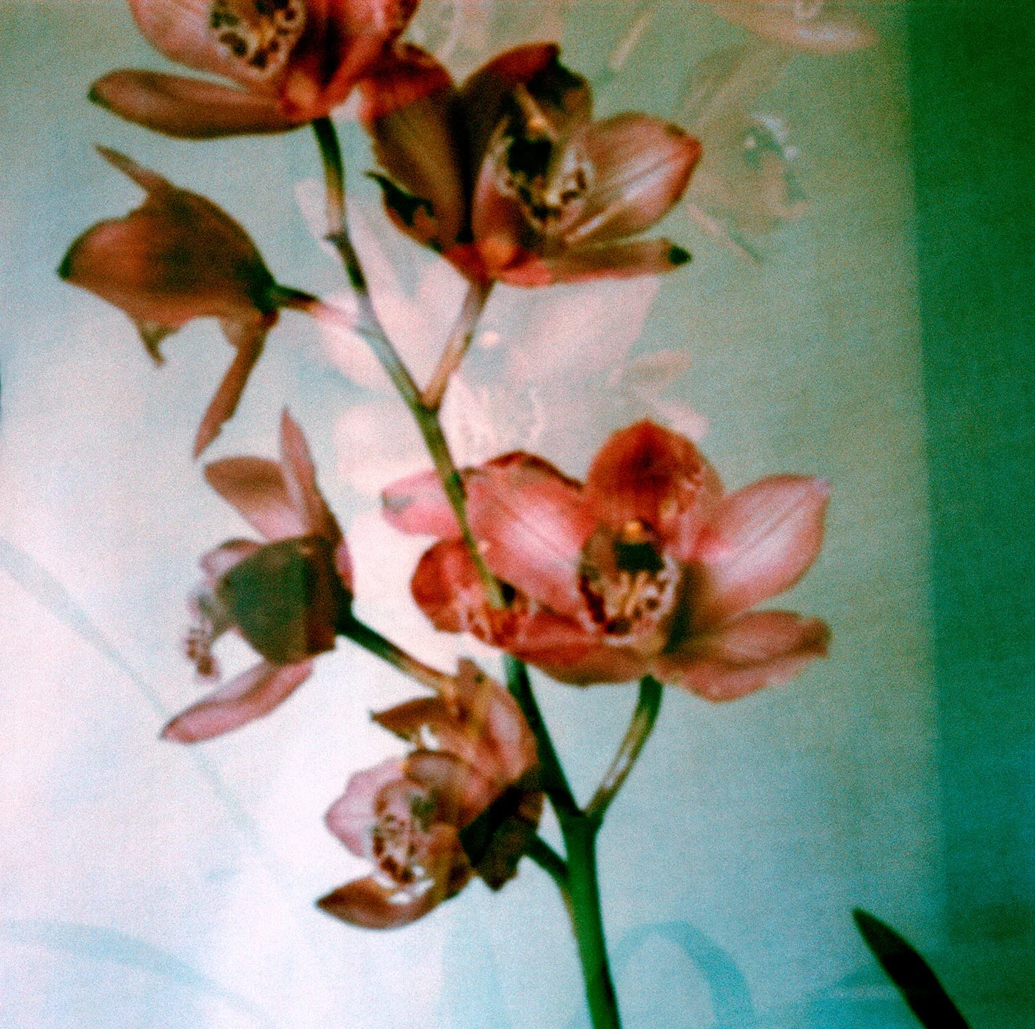PinholeCP_Orchid_DE.jpg