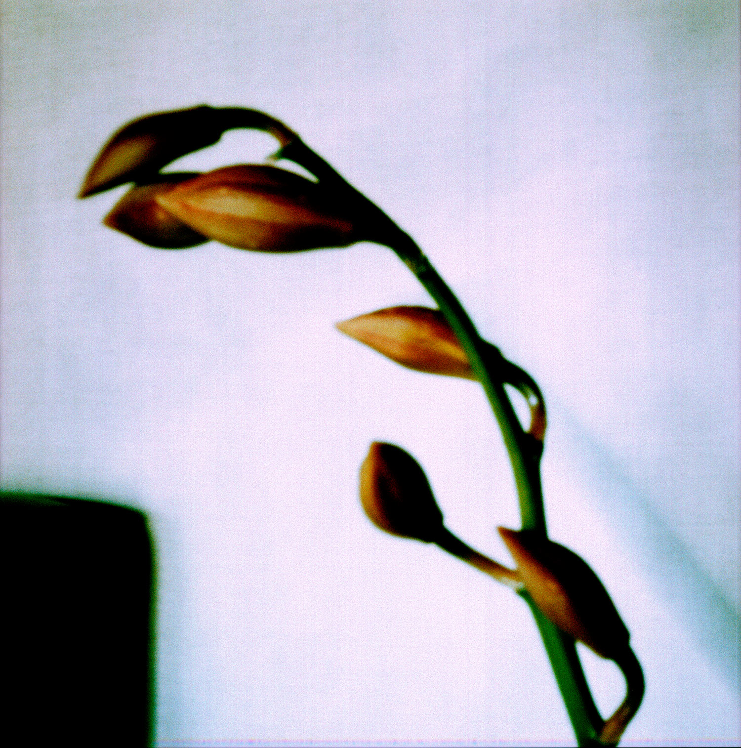 PinholeCP_Orchidpod.jpg