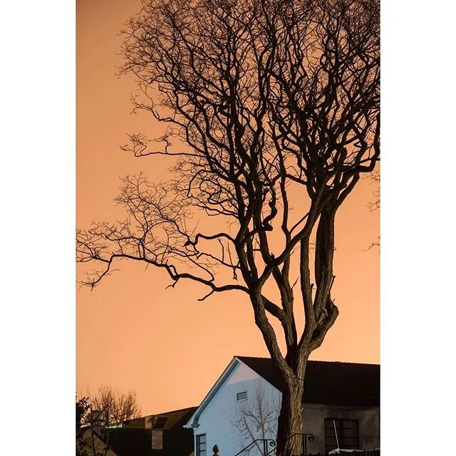 J Street. 
#nightphotography #night #longexposure #noir #nighttree #artificiallight #fdicct #ourmag #takemagazine #rentalmag #light #broadmag #somewheremagazine #subjectivelyobjective #nocturne #featureshoot #newtopographics #northerncalifornia #arca