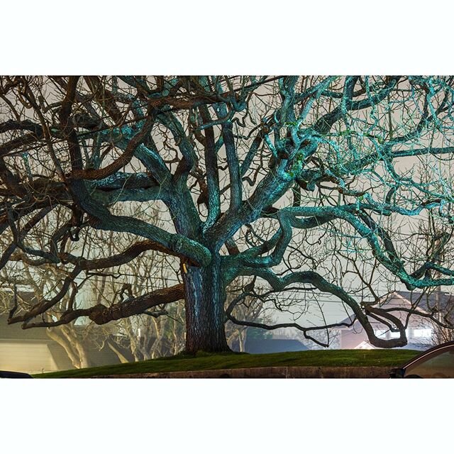 10th and J. 
#nightphotography #nighttree #longexposure #night #light #artificiallight #treeoflife #fdicct #ourmag #rentalmag #broadmag #takemagazine #nowherediary #subjectivelyobjective #shadow #newtopographics #nocturne #n8zine #featureshoot #arcat