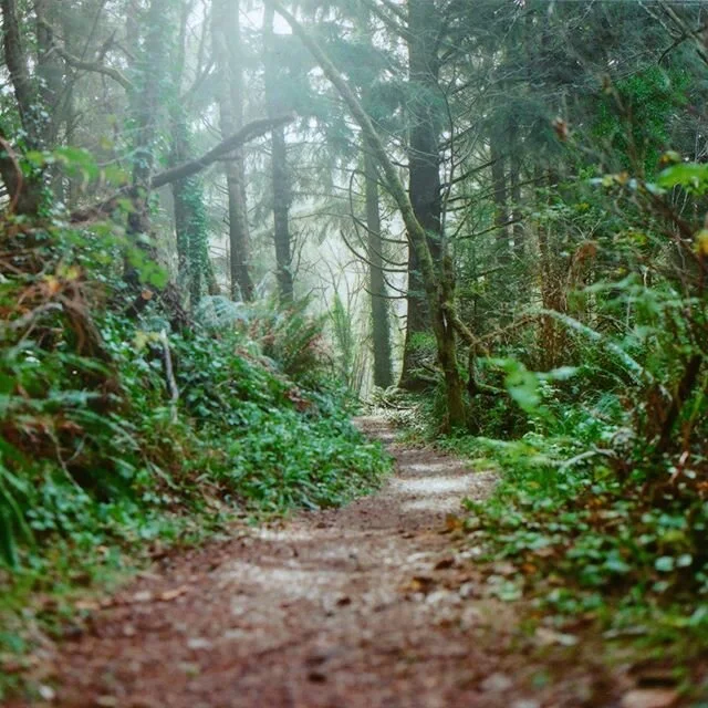 Through the forest. 
#filmphotography #filmphotographic #120film #mediumformat #kodakfilm #kodakektar100 #kodak_photo #film #analog #hasselblad #squareformat #somewheremagazine #forest #ourmag #squaremag #fdicct #takemagazine #fotofilmic #northerncal