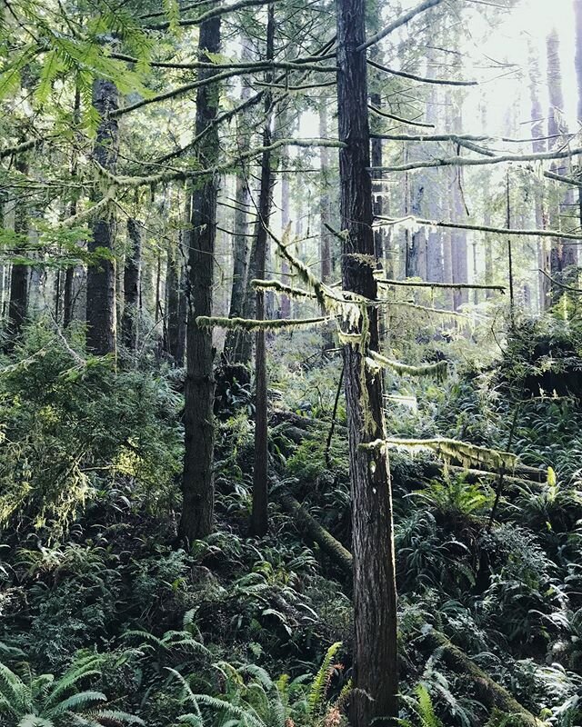 Forest run. 
#fotomobile #outofthephone #forest #somewheremagazine #ourmag #707 #redwoodforest #winterlight #light #northerncalifornia #humboldtcounty #arcata #kelliejobrown #vsco