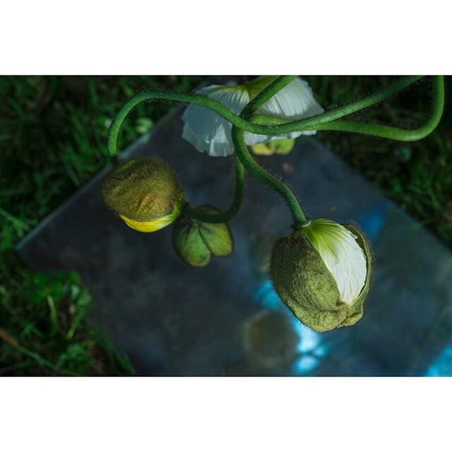 Night poppies. 
#nightphotography #longexposure #stilllife #artificiallight #poppies #subjectivelyobjective #flowers #kelliejobrown