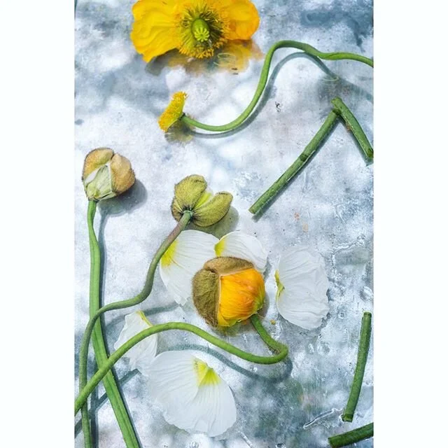 Deconstructed poppies. 
#stilllifephotography #poppies #stilllife #subjectivelyobjective #ourmag #takemagazine #rentalmag #broadmag @brunnerfamilyfarm #humboldtcounty #kelliejobrown