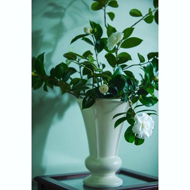 Office bouquet. 
#camellia #stilllife #flowerbouquet #longexposure #light #shadow #ourmag #takemagazine #nowherediary #stillifephotography #kelliejobrown