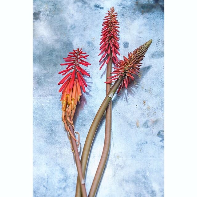 Torch lily. 
#lily #flowers #stilllife #stilllifephotography #torchlily #ourmag #nowherediary #takemagazine #broadmag #kelliejobrown