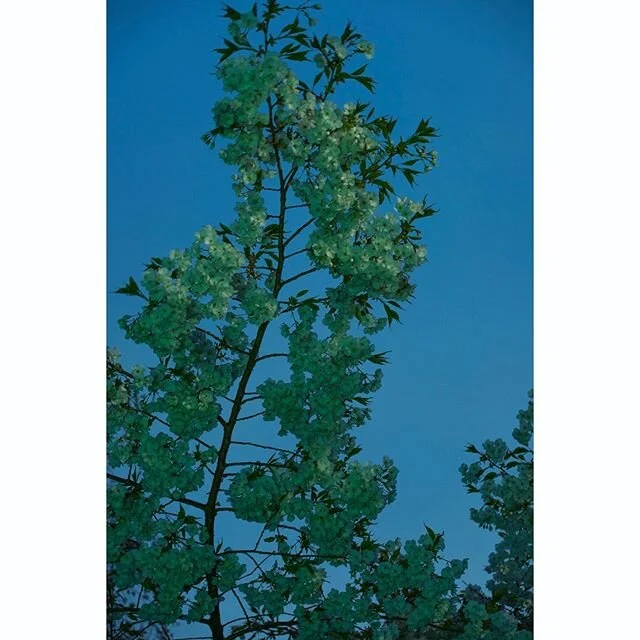 Cherry blossoms. 
#mybackyard #cherryblossom #night #longexposure #paintingwithlight #nightphotography #ourmag #subjectivelyobjective #nighttree #nowherediary #takemagazine #northerncalifornia #greenlight #humboldtcounty #kelliejobrown