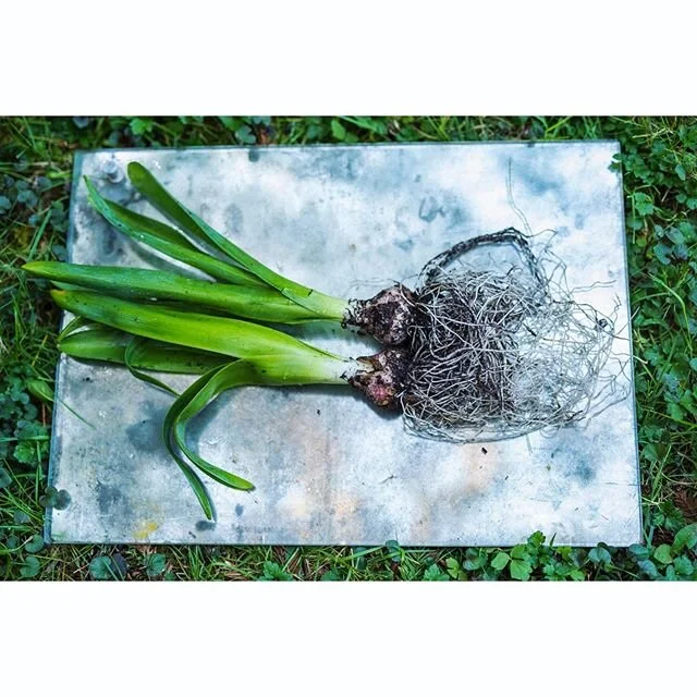 Hyacinth. 
#stilllife #hyacinth #ourmag #takemagazine #nowherediary #subjectivelyobjective #broadmag 
#contemporaryphotography #kelliejobrown