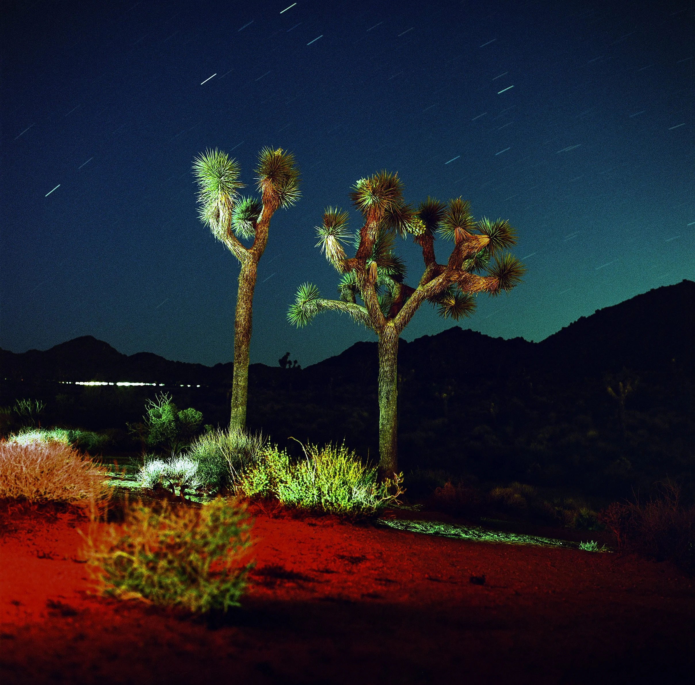 JoshoaTree_Night_film.jpg