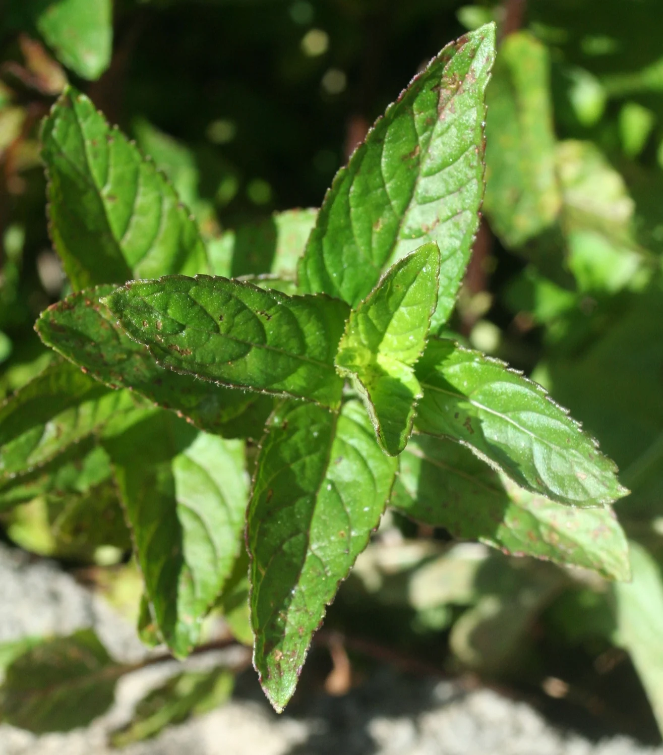 Herbs that really work