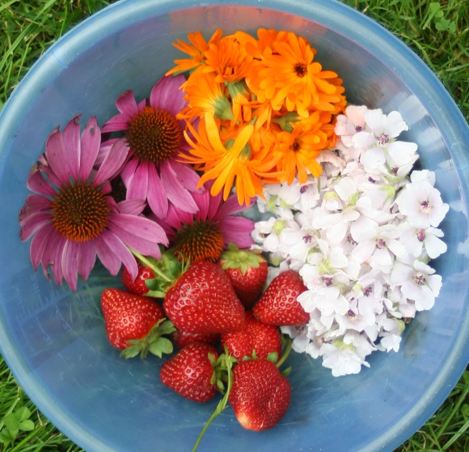 Today's garden harvest: Ecchinacea flowers, calendula petals, marshmallow blossoms and for a treat, long-season strawberries.