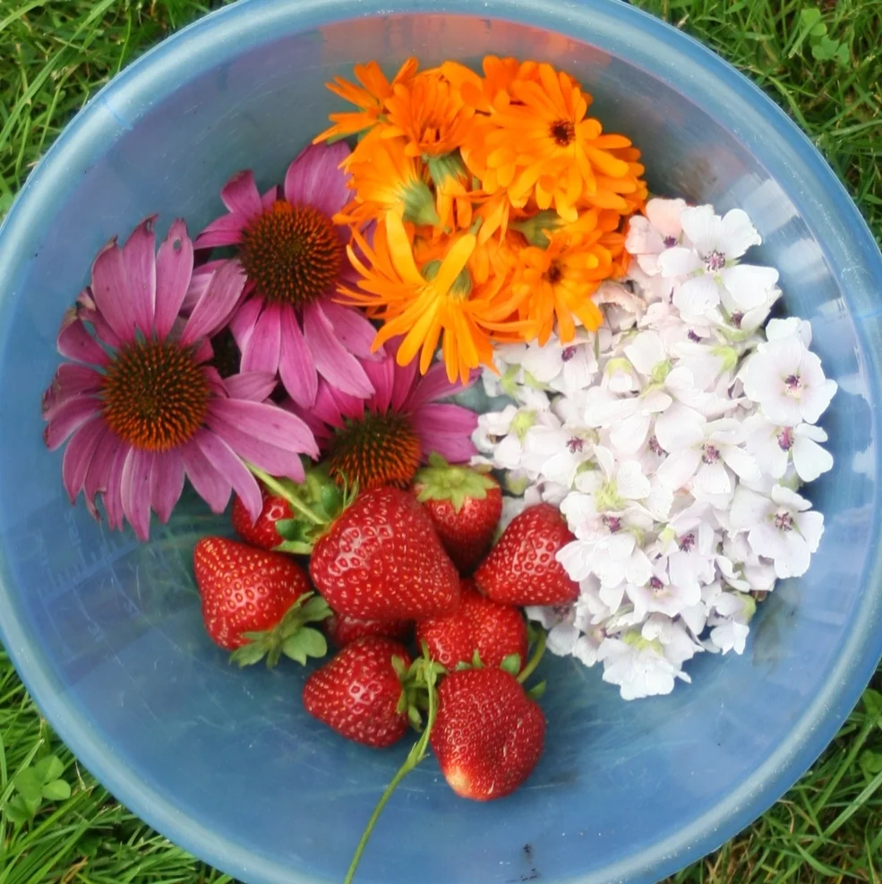 Top 10 Herbs to Harvest in August