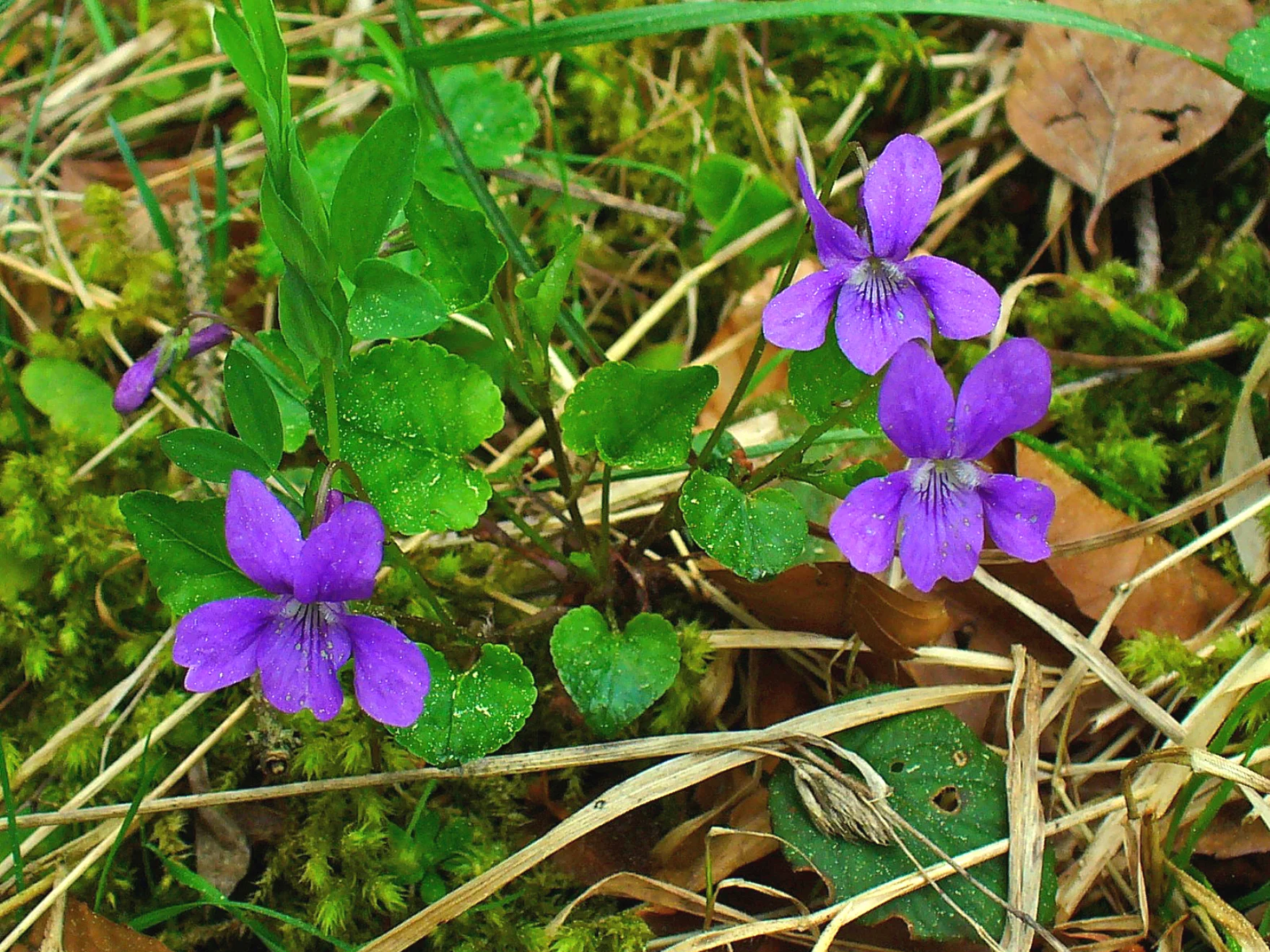 Violets with five irregular petals and heart-shaped leaves - image by H. Zell of Wikipedia