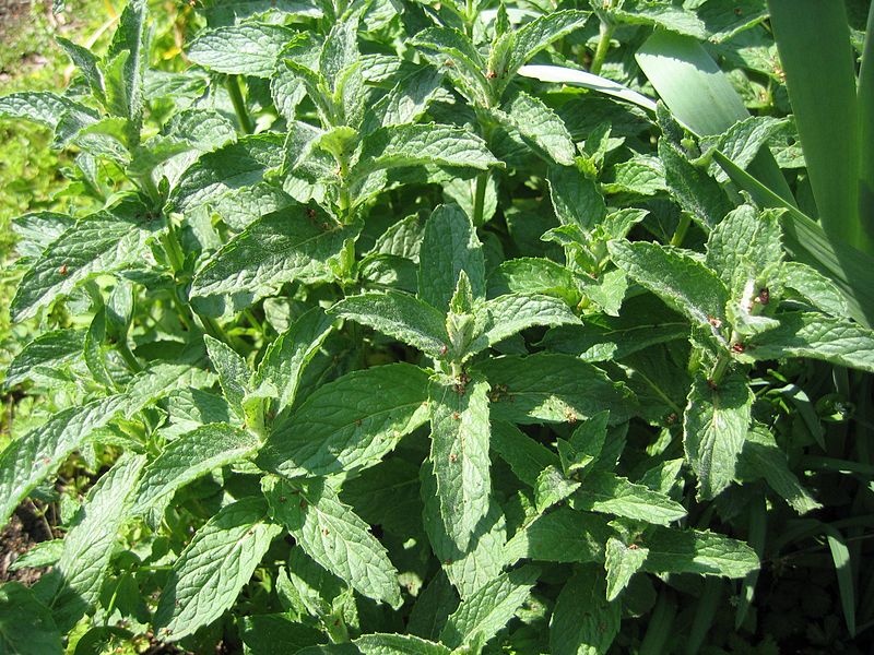 Mint - image by Gogo of Wikipedia