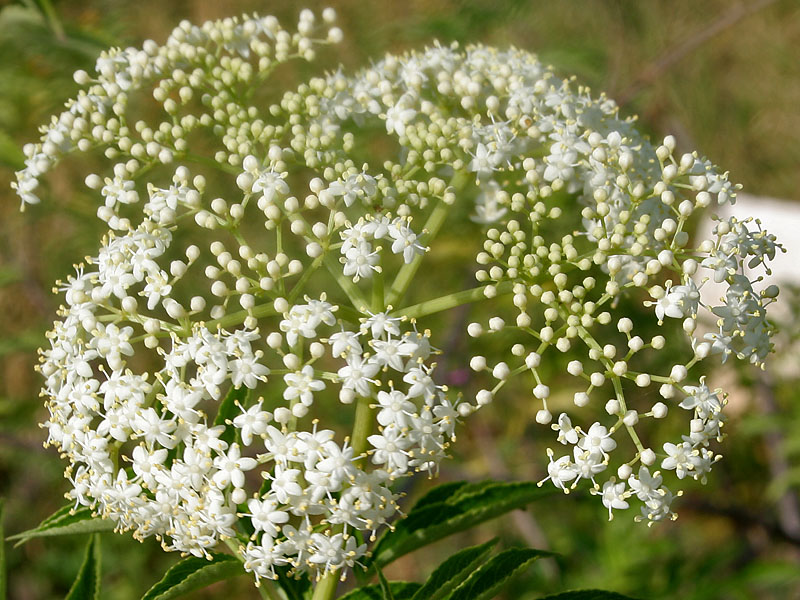 Elderflower - Creative commons image by J. M. Garg