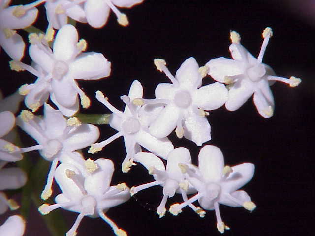 Elder flower - Creative commons image by Kurt Stuber
