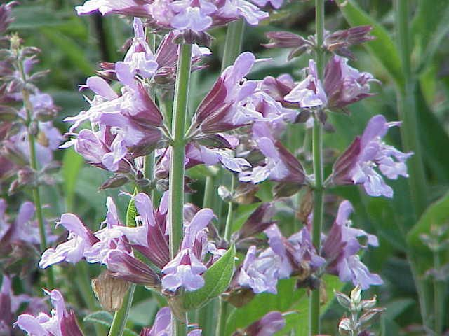 Sage flowers - image by Kurt Stuber with GNU Free Documentation License