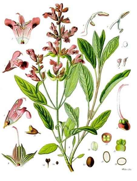 This painting of the sage plant and its parts (from Koehler's Medicinal Plants - 1887) is particularly helpful in correctly identifying sage. (Public domain image)