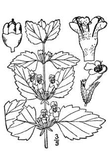 This illustration of lemon balm can help you to identify the plant - public domain image by Gideon Pisanty