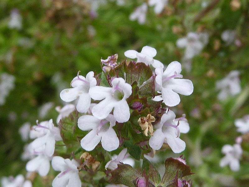 Common Thyme flowers - Creative Commons image by Magnus Manske