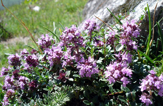 Wild Thyme flowers - image by Summi of German Wikipedia with GNU Free Documentation License