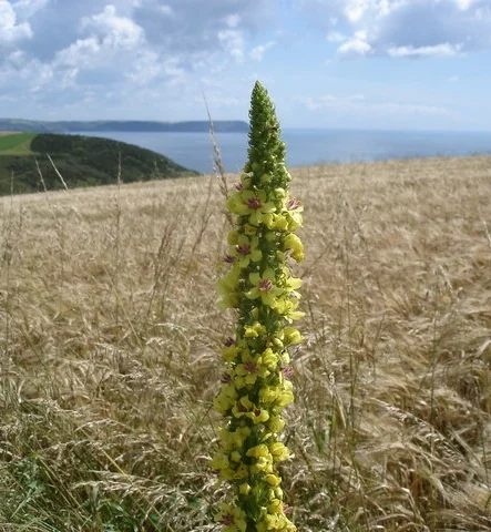 Upper stalk of great mullein - Creative Commons image by Ian Cunliffe
