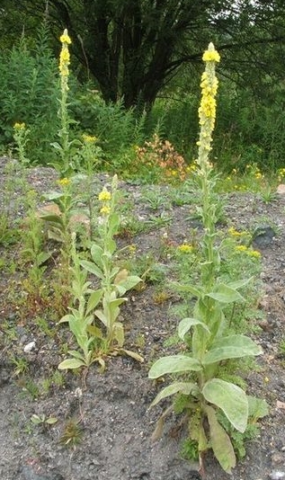Mullein plants - Creative Commons image by Lairich Rig