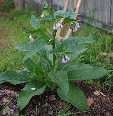 Comfrey - Creative Commons image by Finchj of Wikipedia