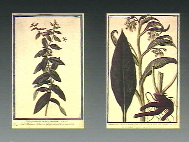 A coloured etching by M. Bouchard, 1774 - Comfrey has been used by herbalists for centuries
