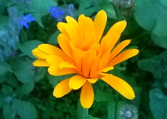 An opening calendula blossom - Creative Commons image by Arie Farnam