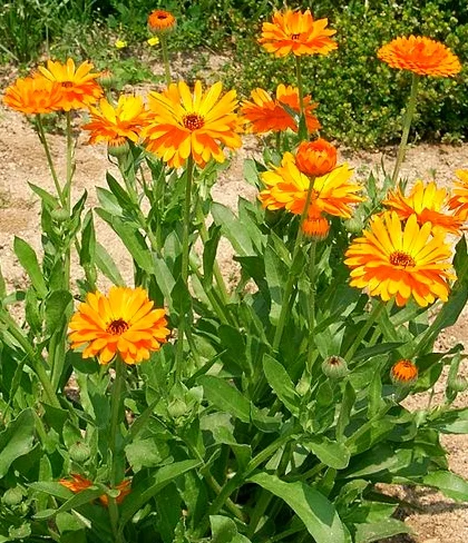 Calendula plant - Creative Commons image by KENPEI of Wikipedia