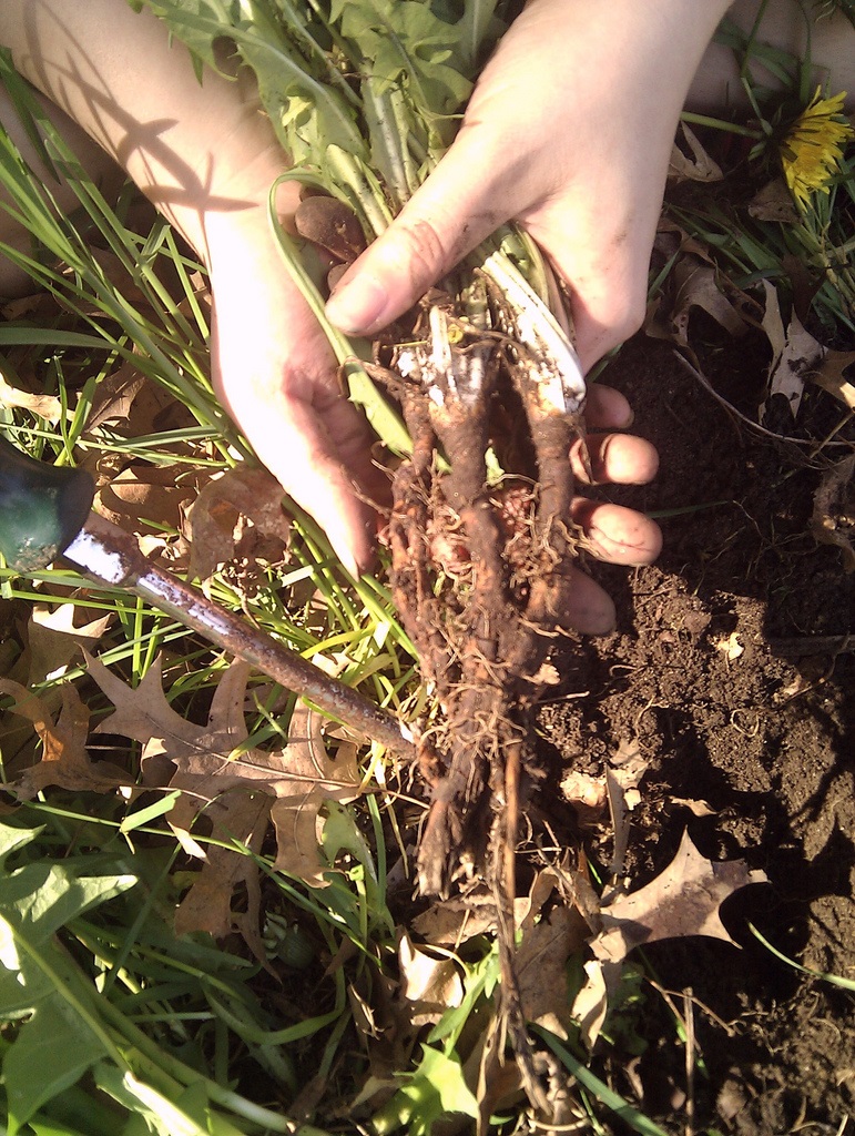 Harvesting dandelion roots - Creative Commons image by Seth Woodworth 