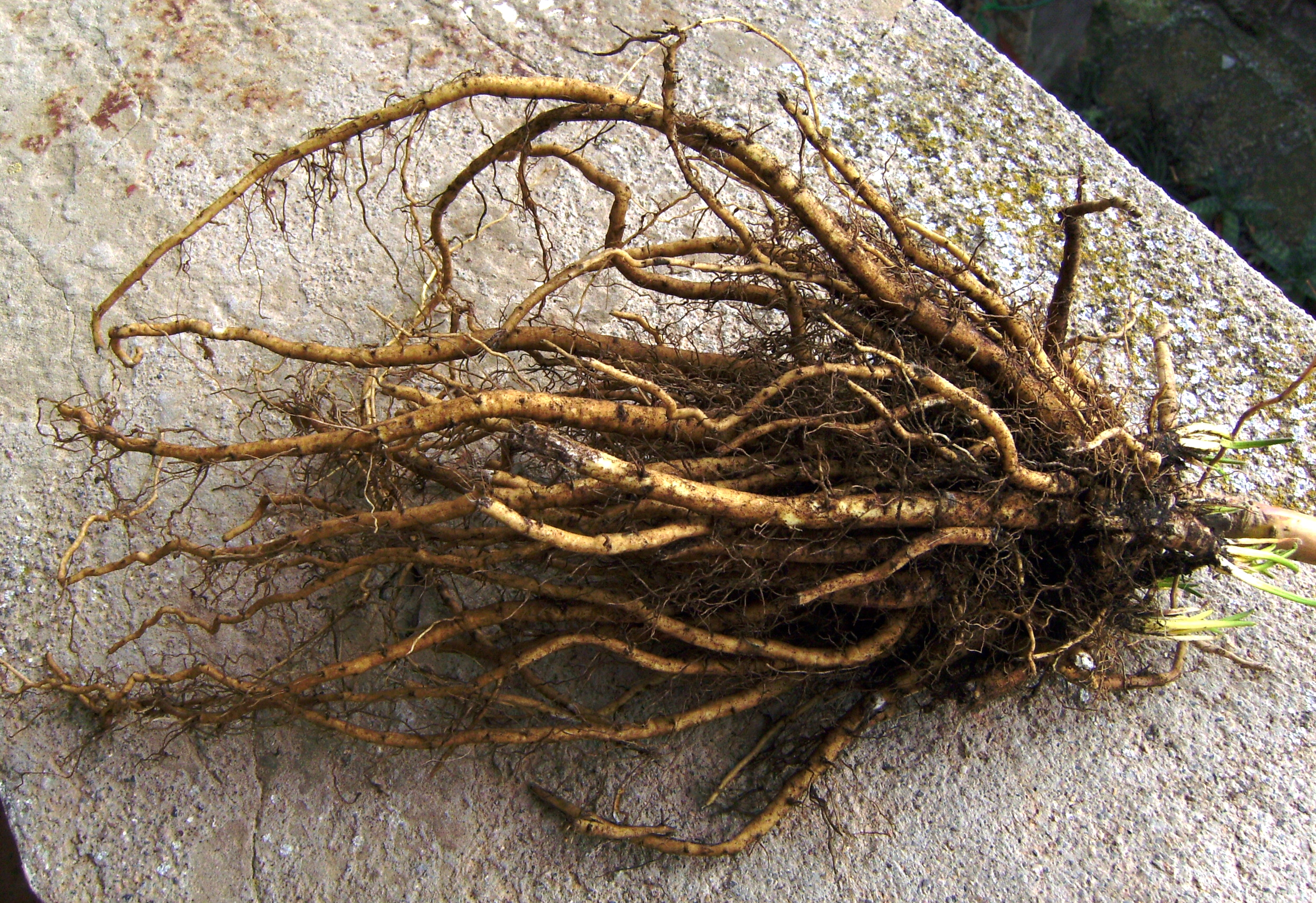 Marshmallow root - Creative Commons image by Victor M. Vicente Selvas