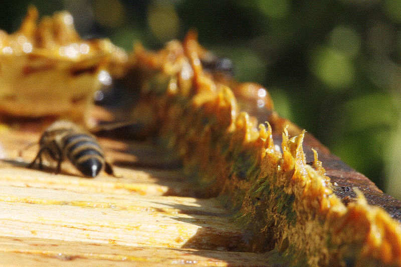 Public domain image of propolis in a hive