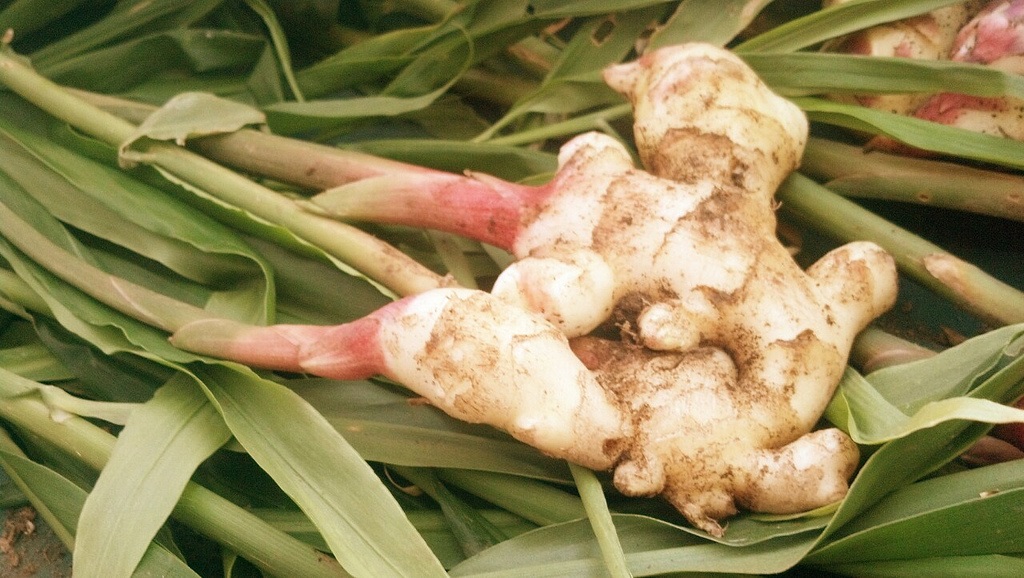 Ginger root - Creative Commons image by Andrés Monroy-Hernández 