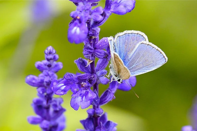 Creative Commons image by Alex Proimos from Sydney, Australia