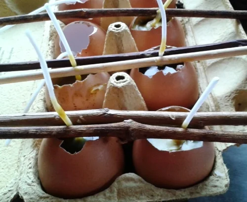 Egg candles 1.jpg