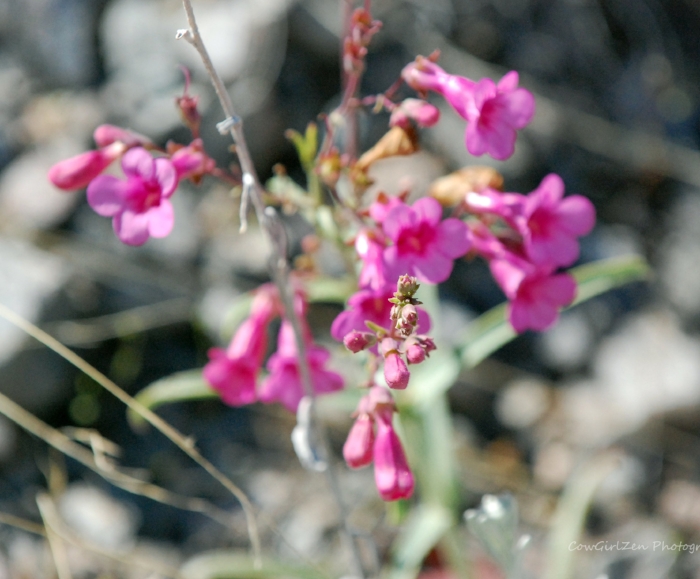 Creative Commons image by Song River - CowGirlZen 