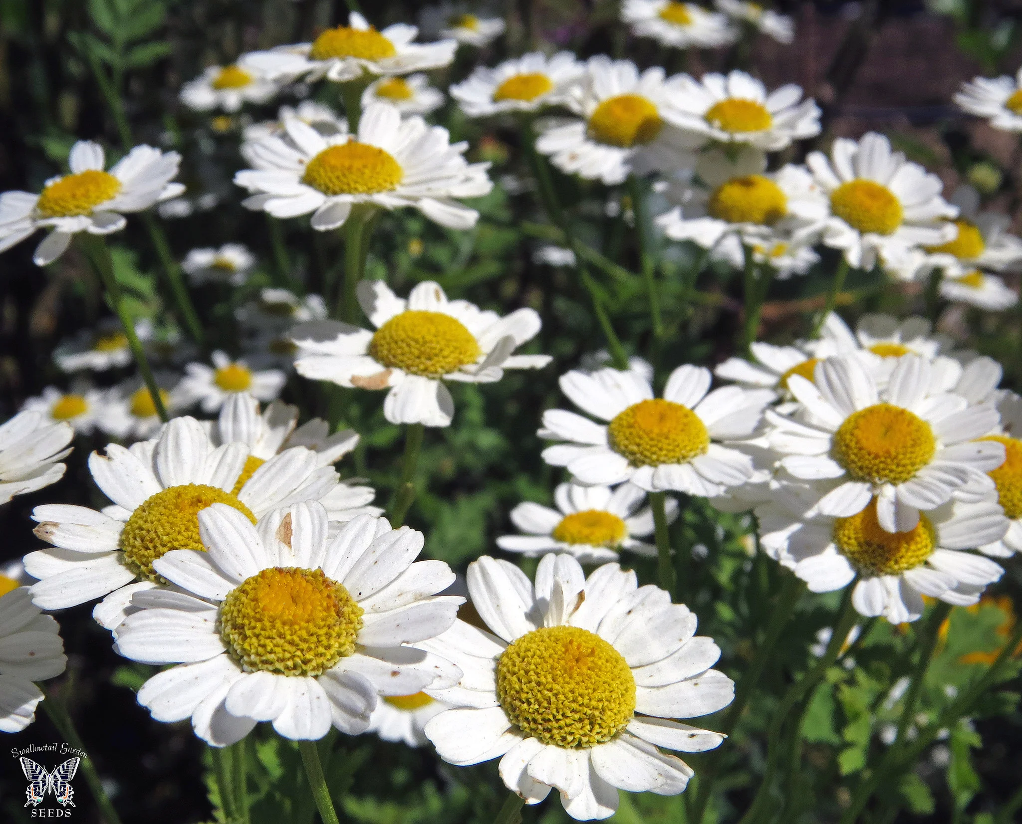 Creative Commons image by Swallowtail Garden Seeds
