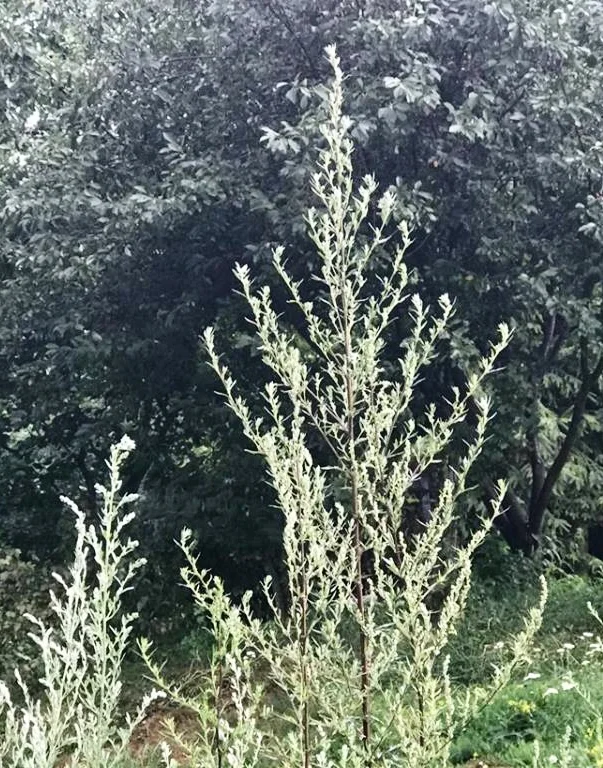My mugwort plant top