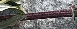 My mugwort stem