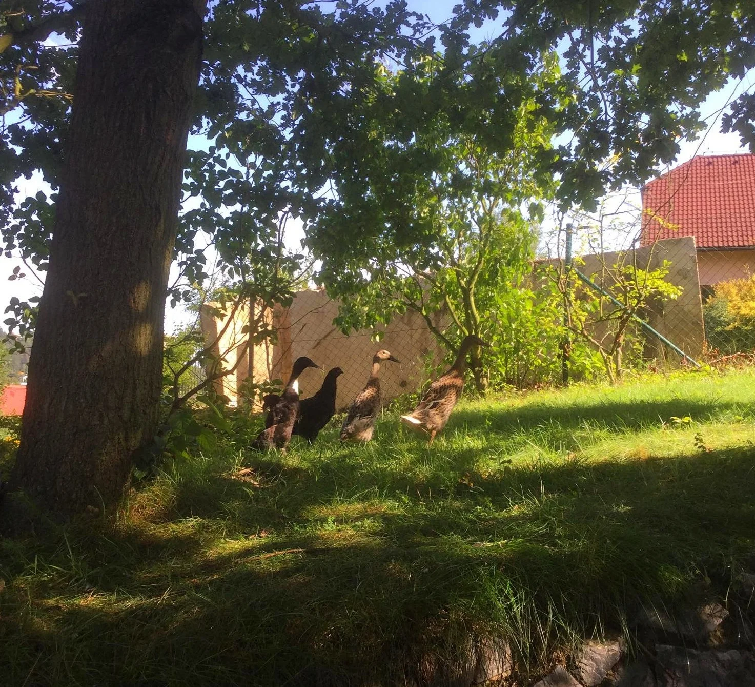 Ducks%2Bchickens%2Bhen%2Battachment%2Bin%2Badoption%2Bgarden%2Bgreen%2Bbeauty%2B-%2Bmy%2Bimage.jpg